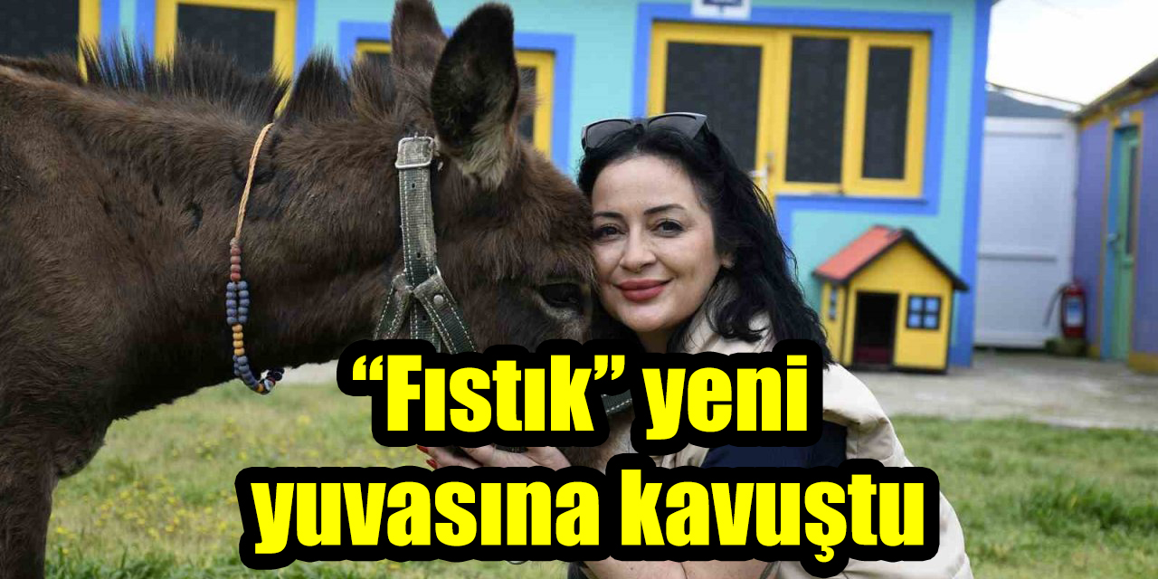 “Fıstık” yeni  yuvasına kavuştu