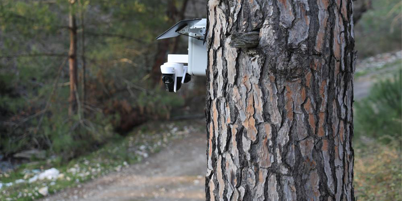 Aydın’da “altın değerinde” çam fıstığı için kamera önlemi