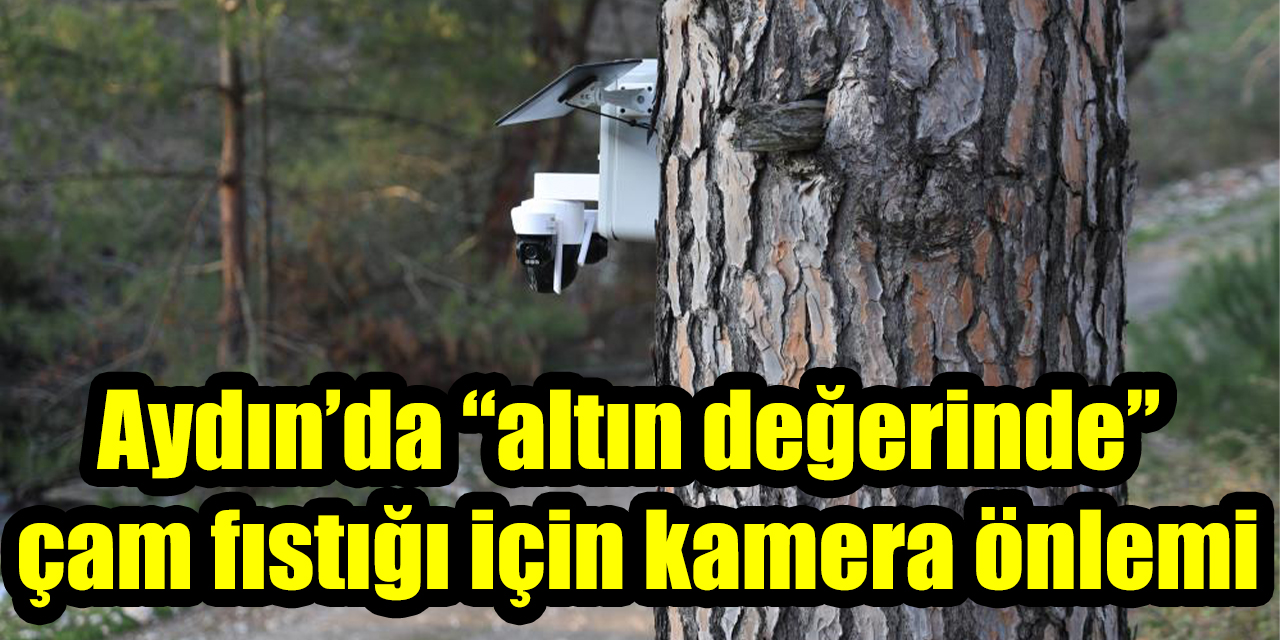 Aydın’da “altın değerinde” çam fıstığı için kamera önlemi