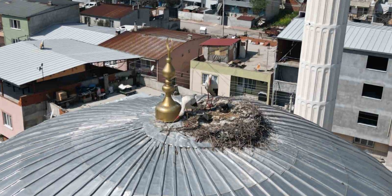 Kubbedeki leylekler mahalle yaşantısına renk katıyor