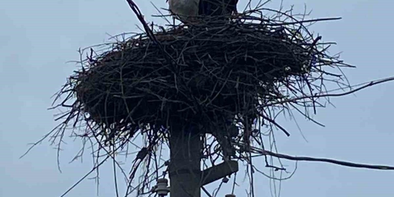 2 aşık leylek geleneği bozmadı
