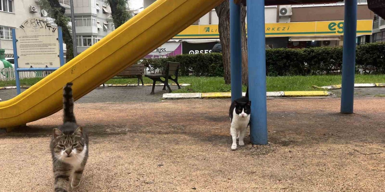 İzmir’de domuzlar sosyal hayatın parçası olmaya başladı