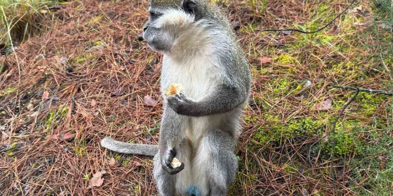 Denizli’deki firari maymunların sırrı çözüldü