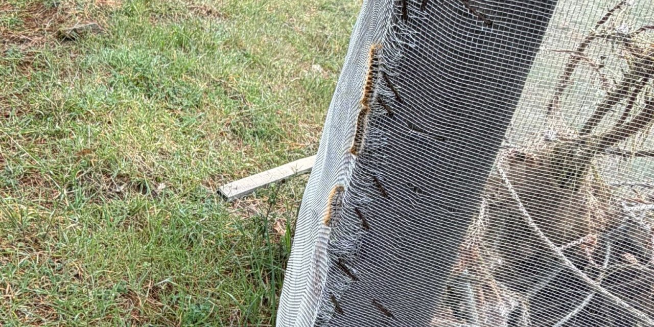 Çam ormanlarında ’Kese kurdu’ alarmı