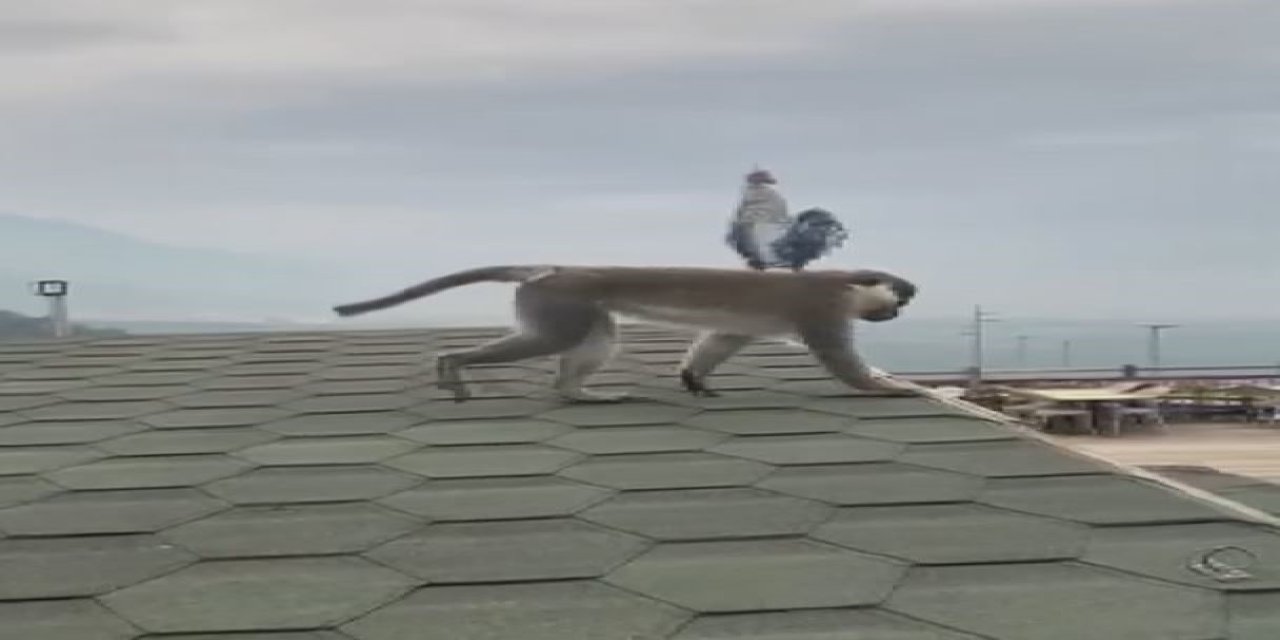 Firari maymun Denizli turuna çıktı