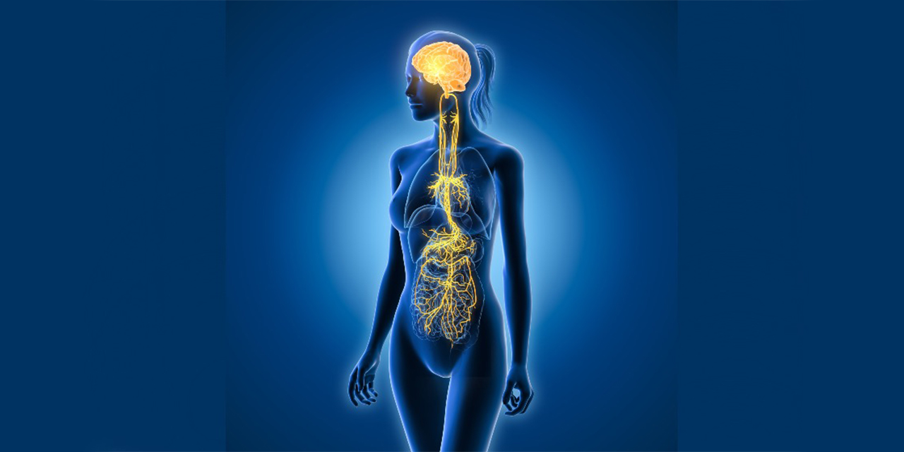 Beyin pili mi diyorlar? Vagal sinir stimülasyonunu doğru anlamak