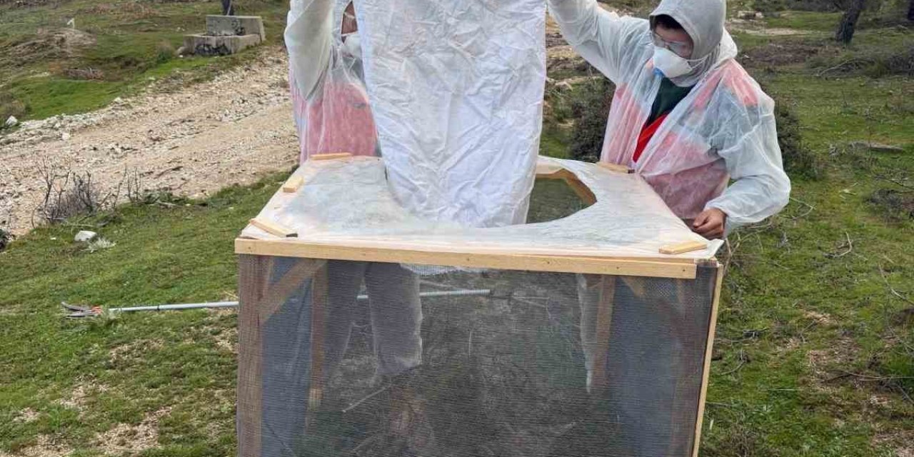 Aydın ormanlarında çam kese böceğine karşı kapsamlı mücadele