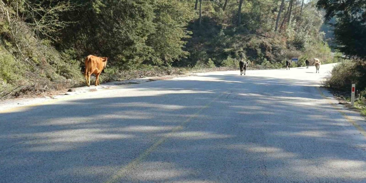 Yem fiyatları arttı, salma besicilik yeniden değer kazandı