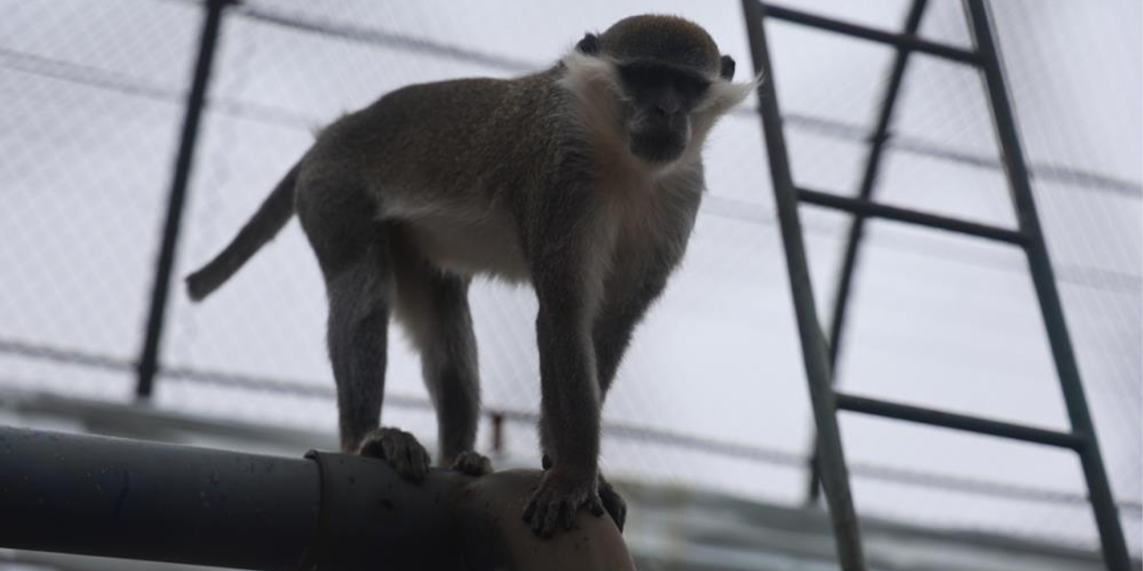 Firari maymun ikinci kez yakalandı