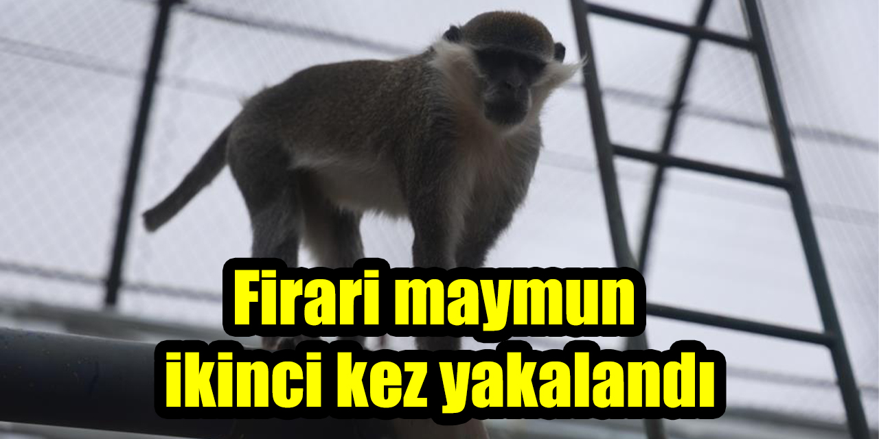 Firari maymun ikinci kez yakalandı