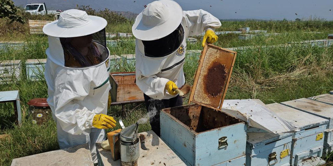 Kuyucak’tan dünyaya: Aydınlı üretici arı kovanlarını ihraç ediyor