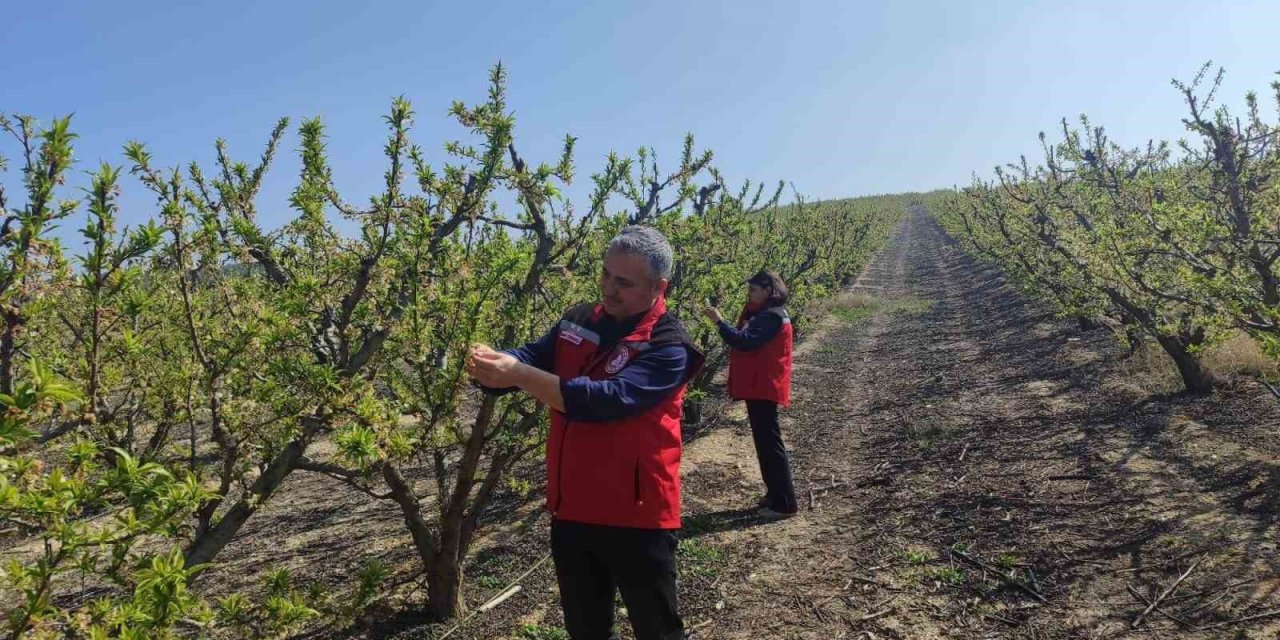 Salihli’de meyve üreticilerine ’Çil ve filiz güvesi’ uyarısı