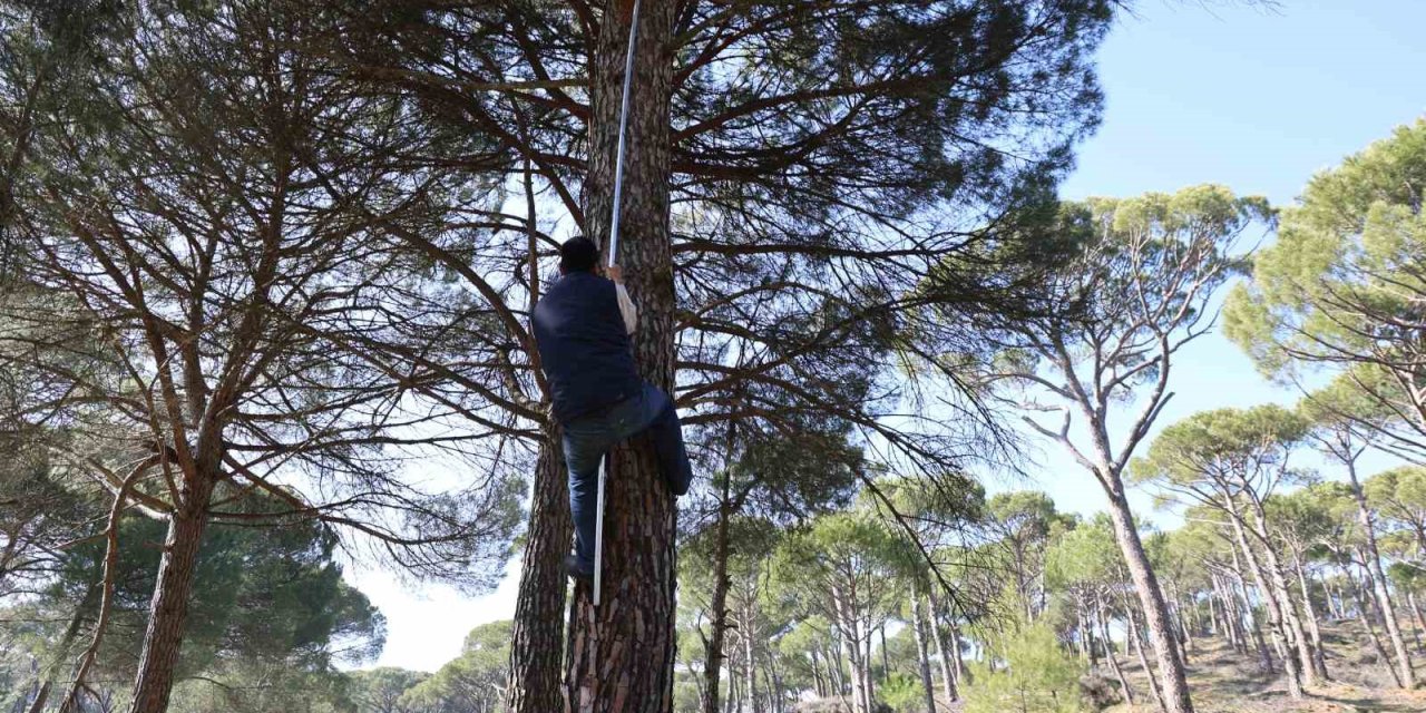 Ekmek parası için komando gibi ağaçlara tırmanıyorlar