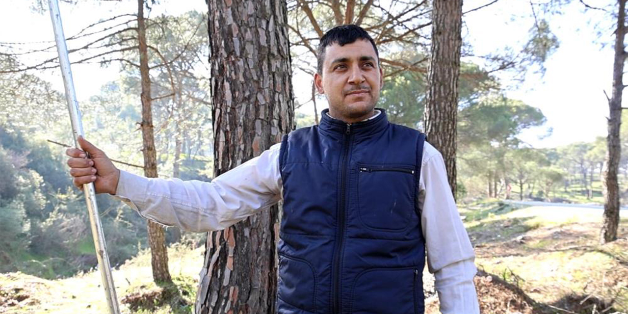 Aydın’da çam fıstığı hasadı başladı: “Künar komandoları” ölümle burun buruna çalışıyor