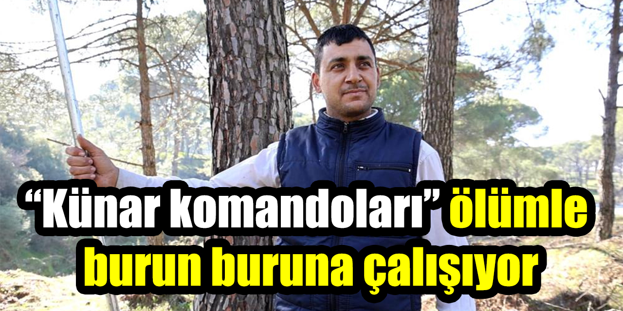 Aydın’da çam fıstığı hasadı başladı: “Künar komandoları” ölümle burun buruna çalışıyor
