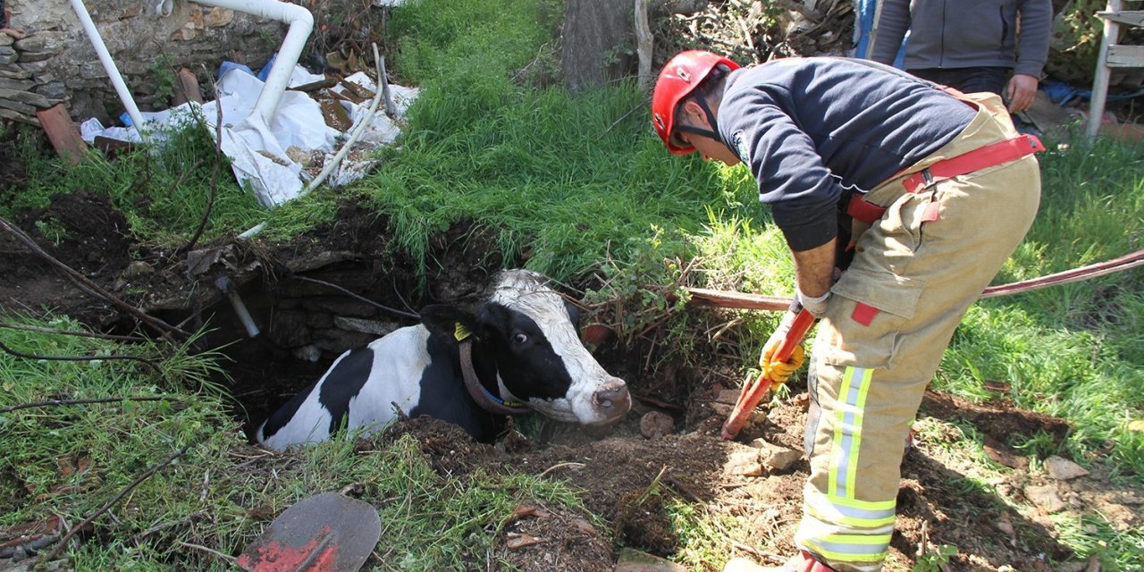 Kuyuya düşen 7 aylık gebe inek kurtarıldı