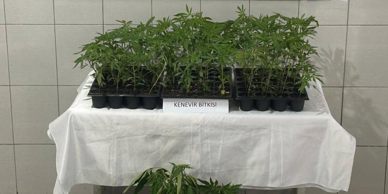 Bozdoğan’da 174 kök kenevir ele geçirildi