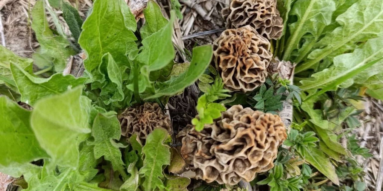 Hisarcık’ta kuzugöbeği sezonu açıldı