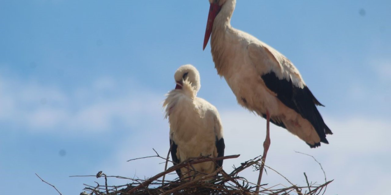 Kuşadası’nda 40 yıl sonra leylek sevinci