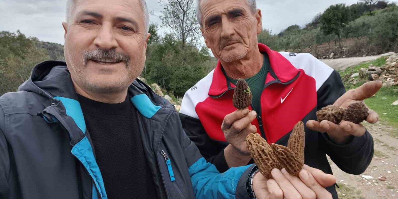 Manisa’da kuzugöbeği tutkusu engel tanımıyor