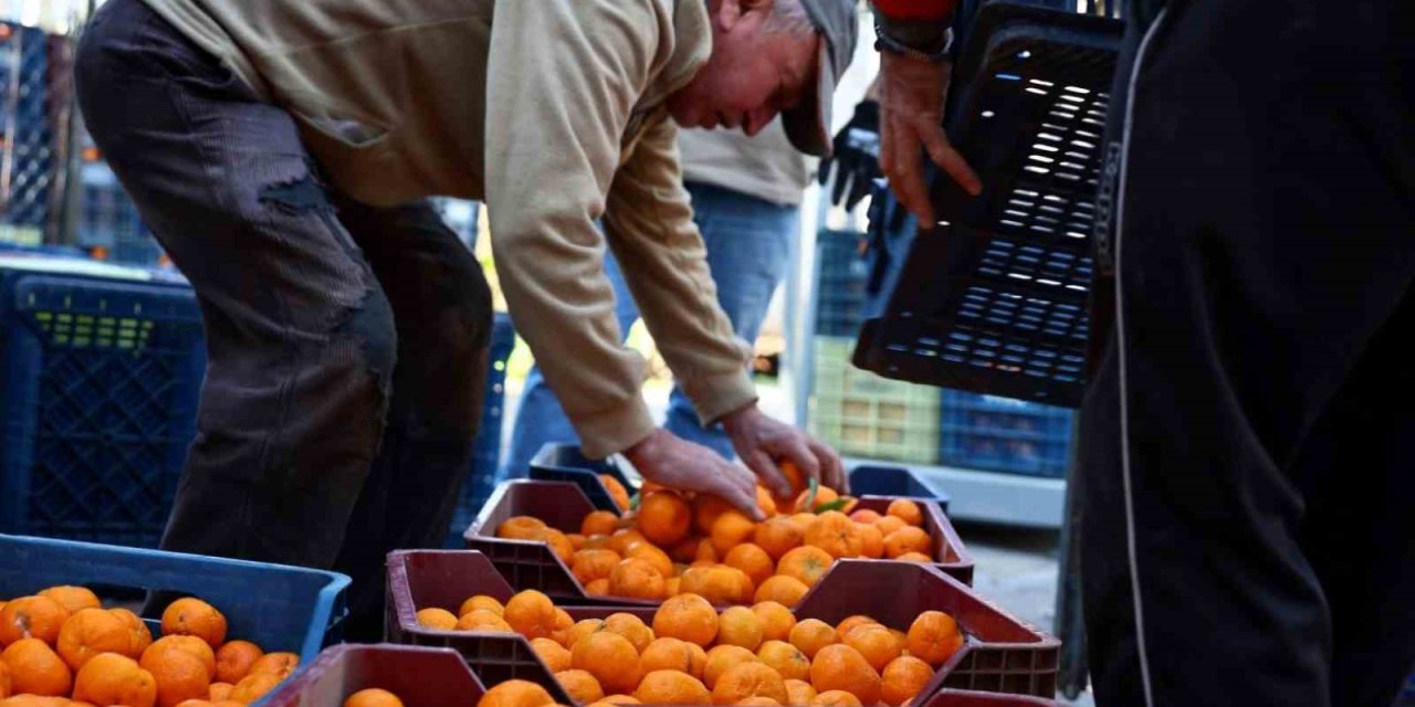 Mandalin üreticisine 5 milyon kazanç