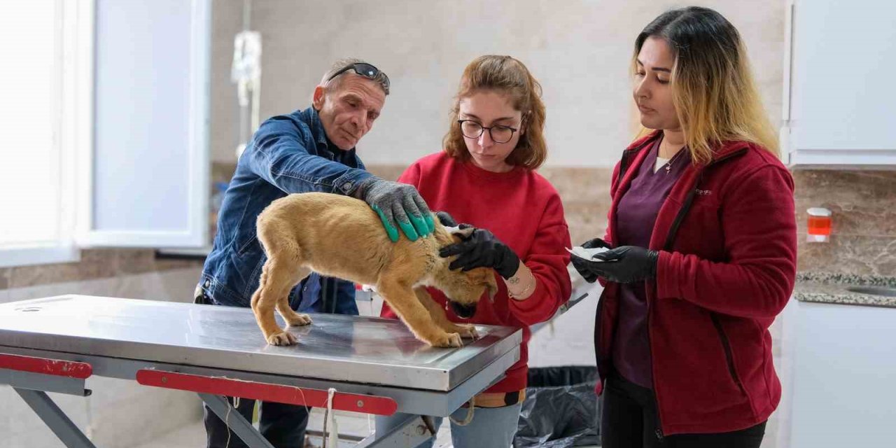 Can dostlar için Menemen’de rekor tedavi sayısına ulaşıldı