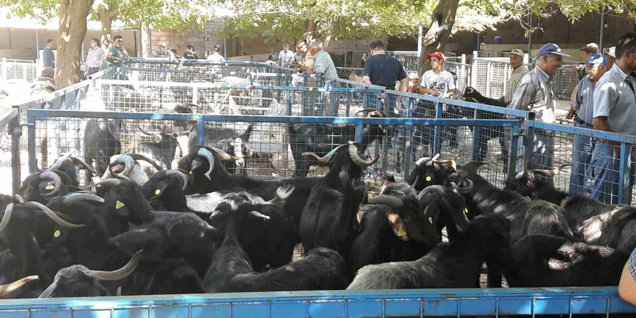 Muğla’da şap hastalığı kontrol altına alındı, Bayır Hayvan Pazarı açılıyor