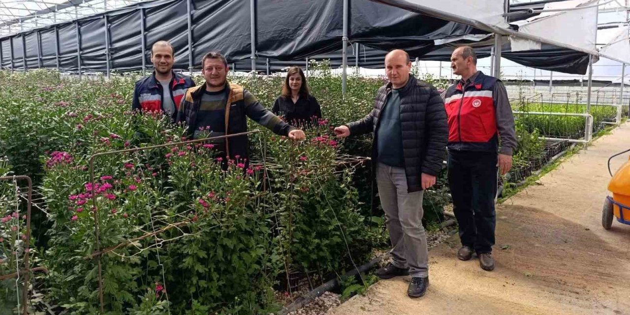 Simav’daki seralarda domatese alternatif kesme çiçek üretimi