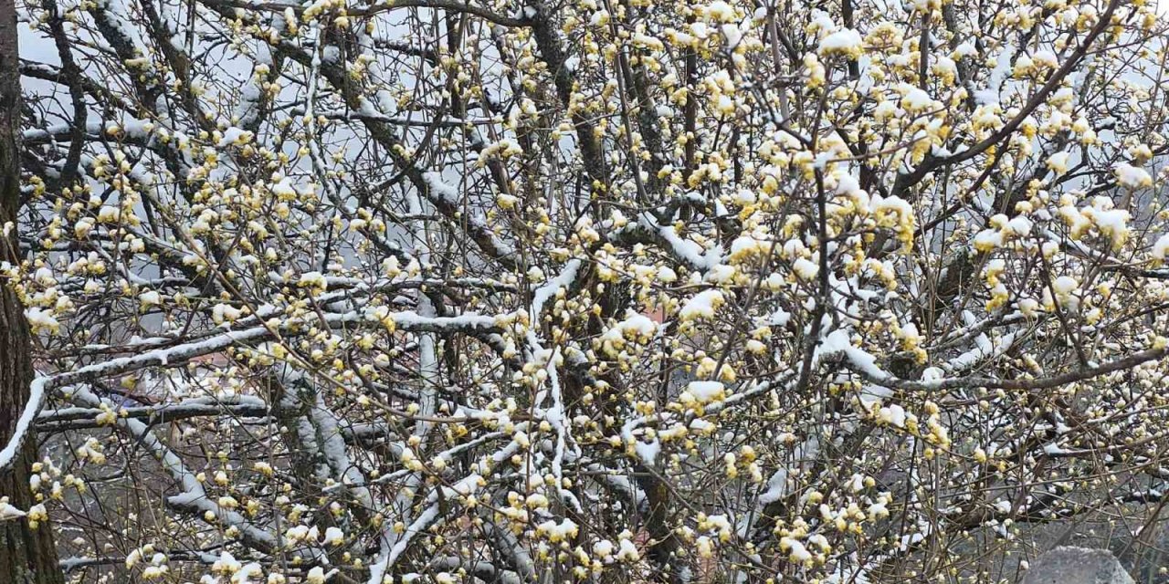 Kütahya’da nisan karı üreticileri endişelendirdi