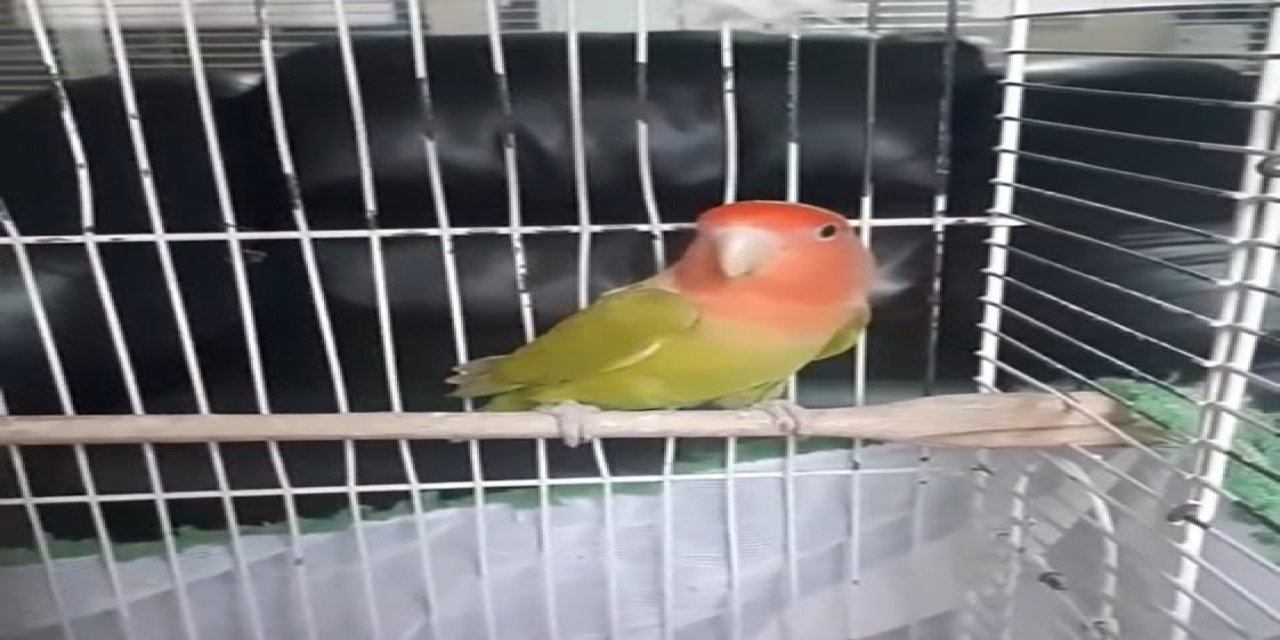 Denizli’de petshop denetiminde 164 hayvana el konuldu