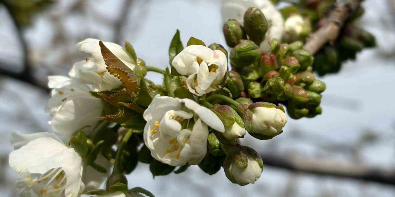 Salihli’de ‘Monilya’ tehlikesi