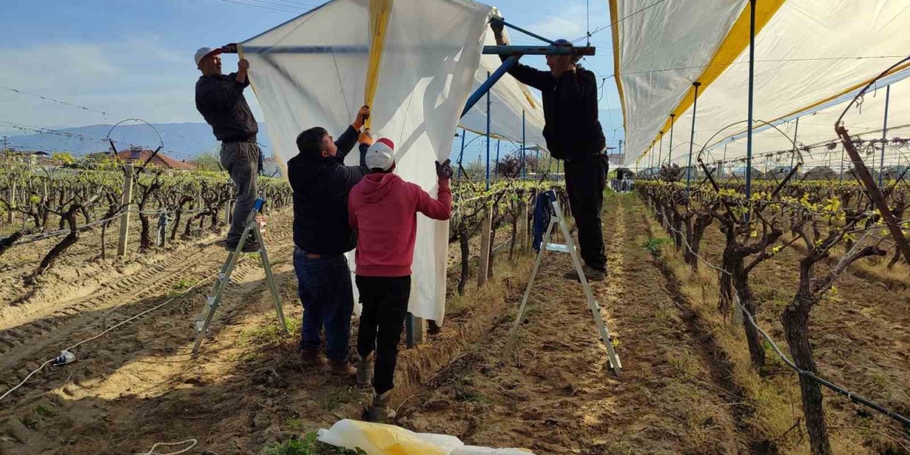Üzümün başkentinde bağlar tüllerle kaplanıyor