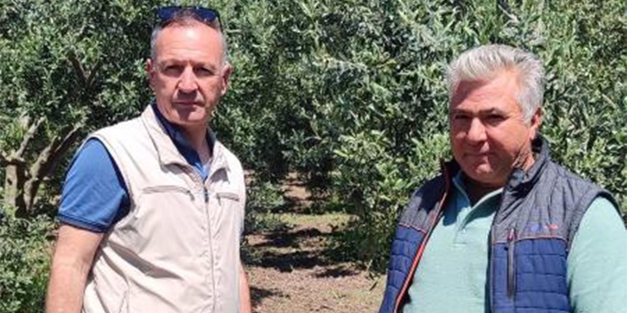 Didim’de zeytin üreticilerine zararlı uyarısı