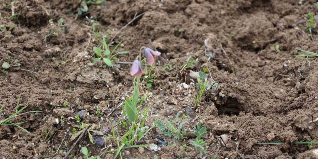 Gediz MYO kampüsünde sürpriz ’Ters Lale’