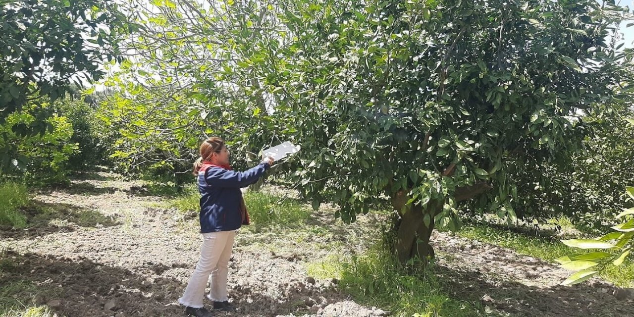 Tarım arazilerinde hastalık ve zararlı mesaisi