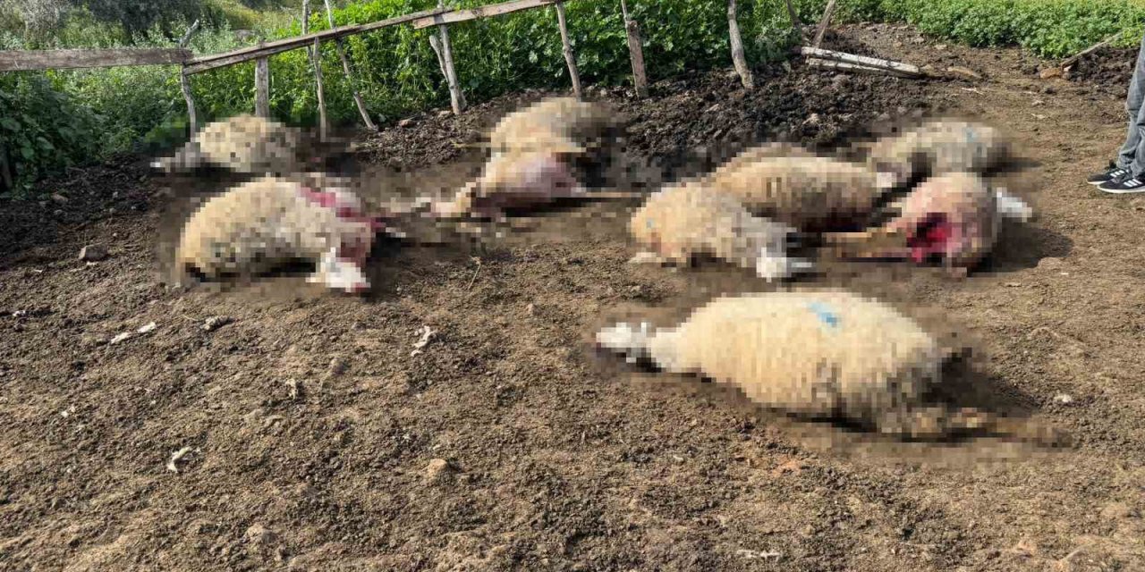 Aydın’da kurt saldırısı vatandaşları tedirgin etti