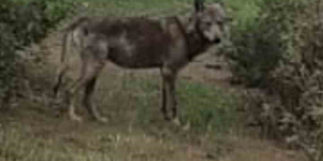Buldan’da kurt bir kez daha görüldü