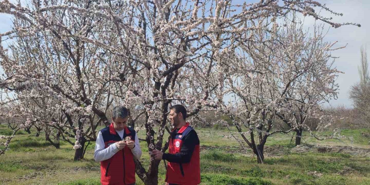 Zirai don uyarısı sonrası hasar tespit çalışması yapıldı