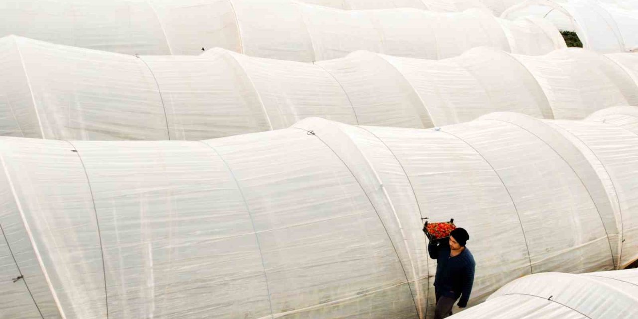 Köprübaşı çileği bu sene de çiftçinin yüzünü güldürdü