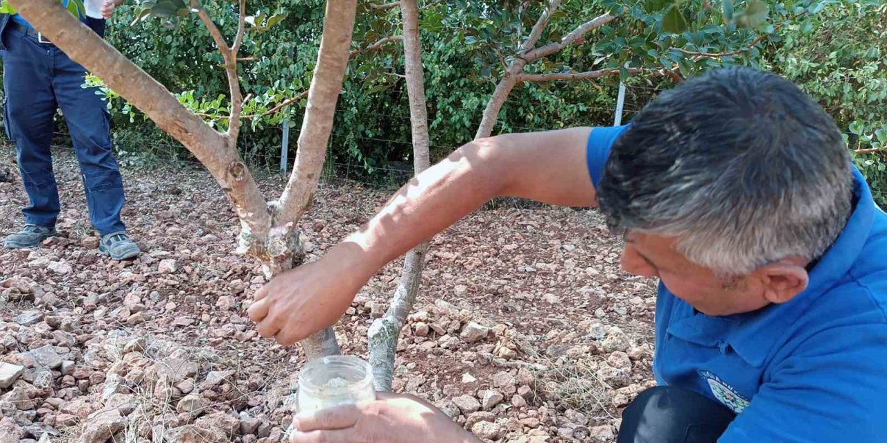 Sakız’dan farklı ürünler üretilmeye başlandı