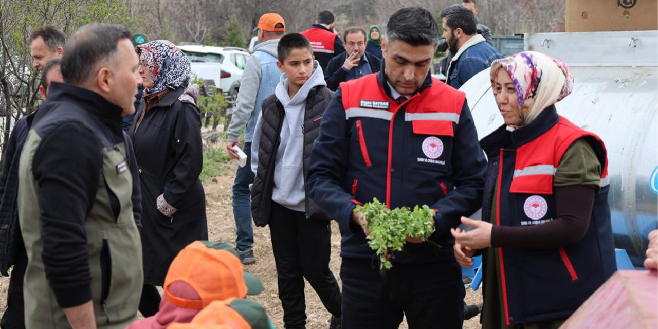 Dinar’da ‘Kekik Yetiştiriciliği Projesi’ devam ediyor