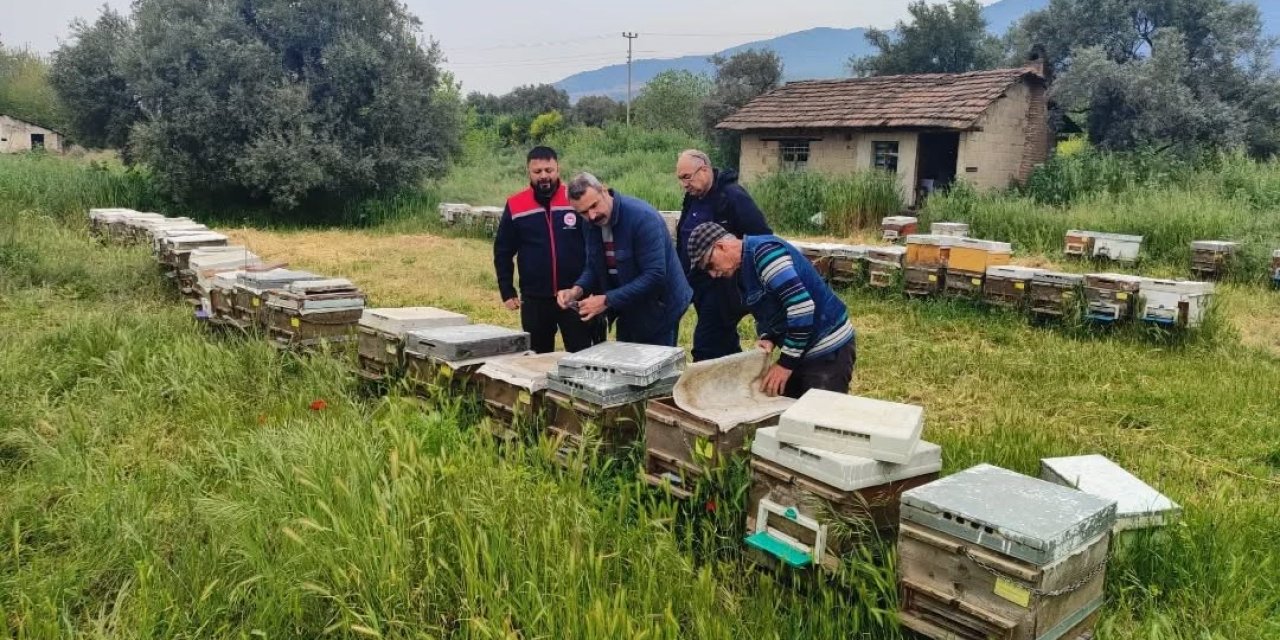 Aydın’da ana arı üretim kovanları denetlendi