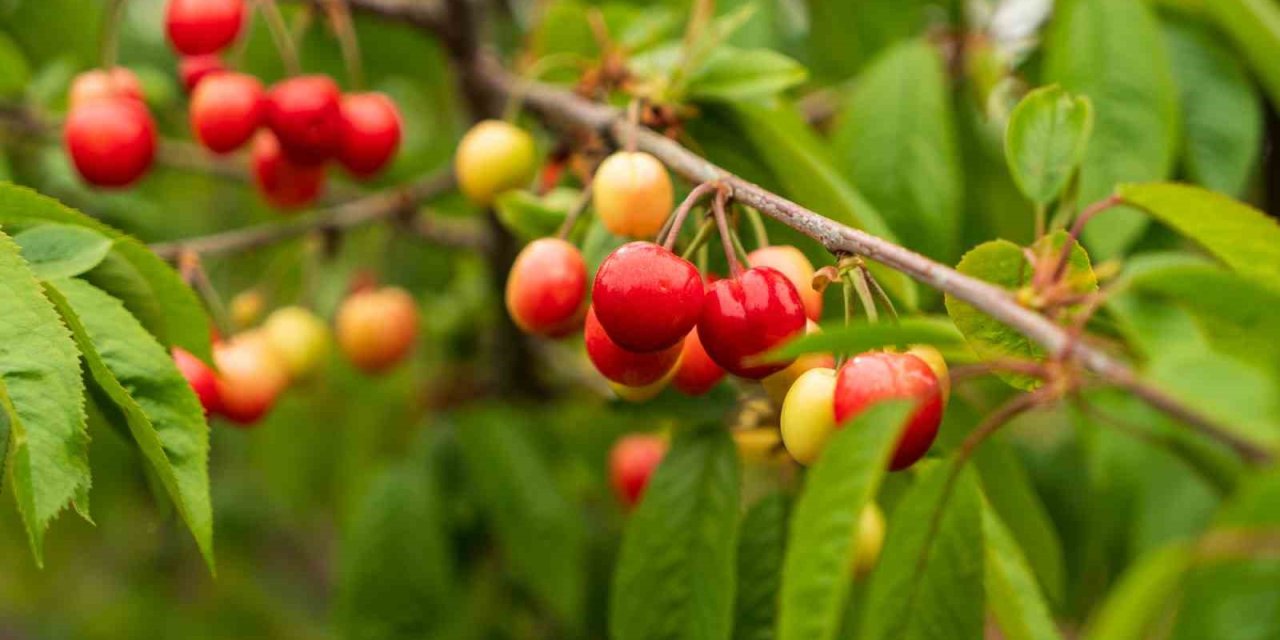 Kuzey yarımkürenin ilk kirazı rekor fiyatla satıldı