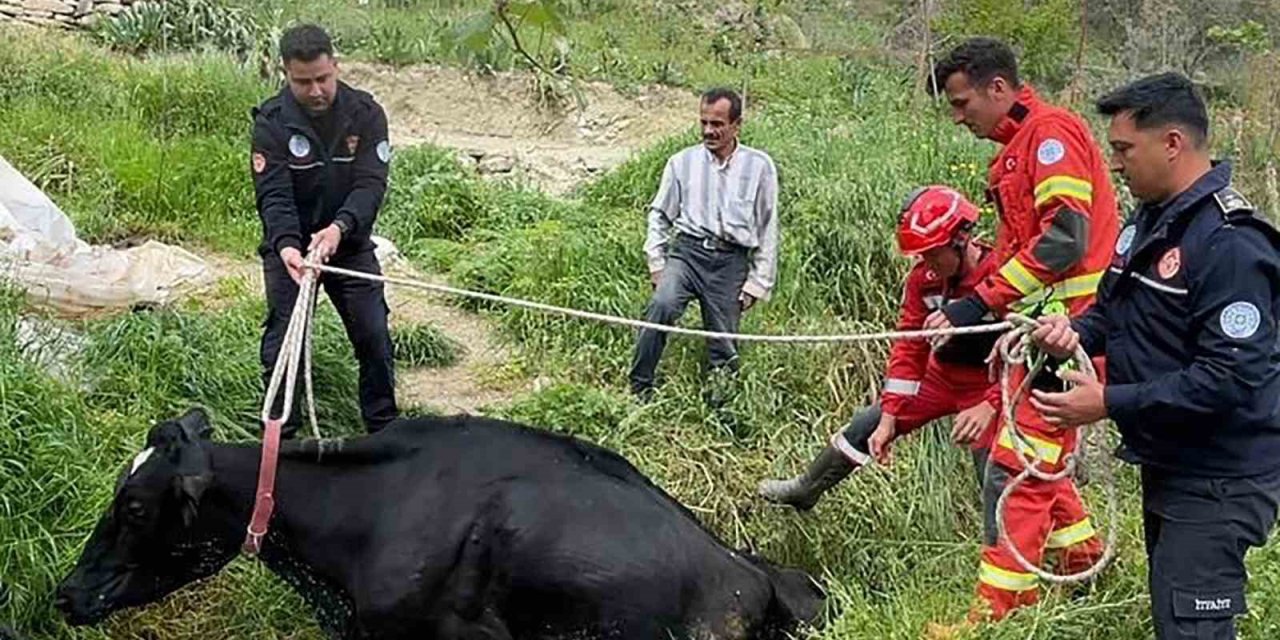 Seydikemer’de mahsur kalan inek itfaiye ekipleri tarafından kurtarıldı