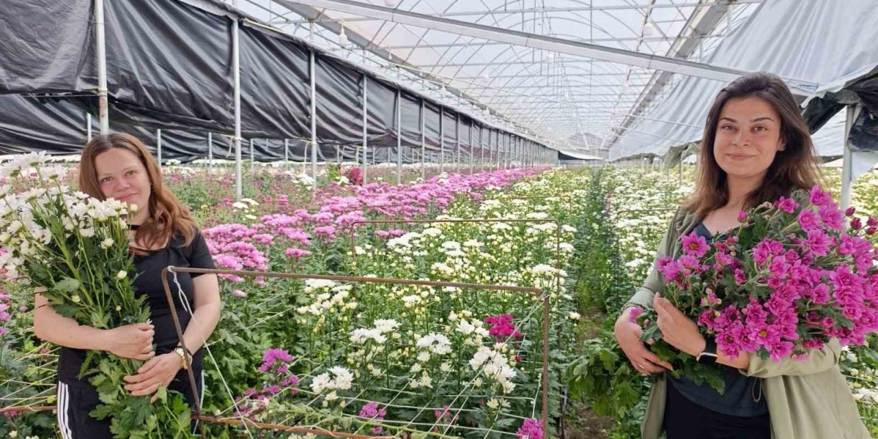 Simav’da jeotermal seralarda kasımpatı hasadı başladı