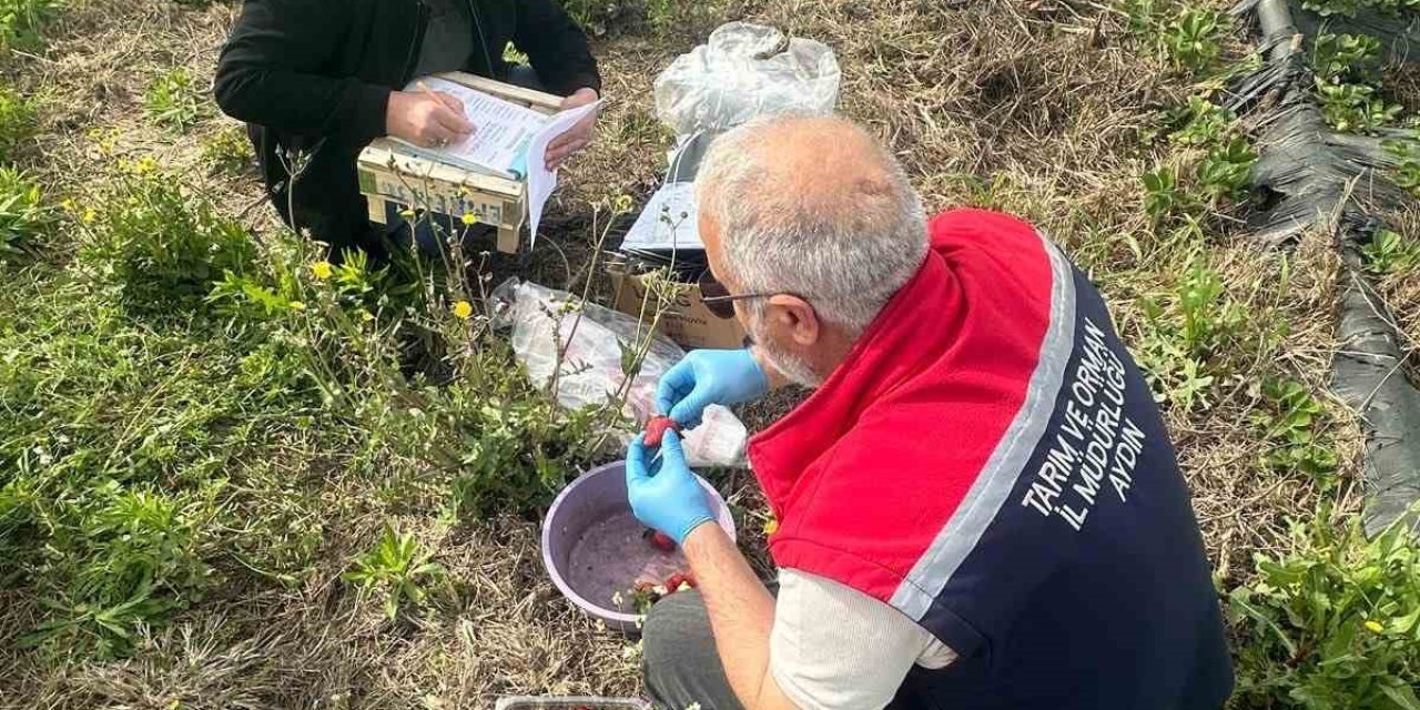 Aydın’da hasat öncesi çilek bahçeleri kontrol edildi