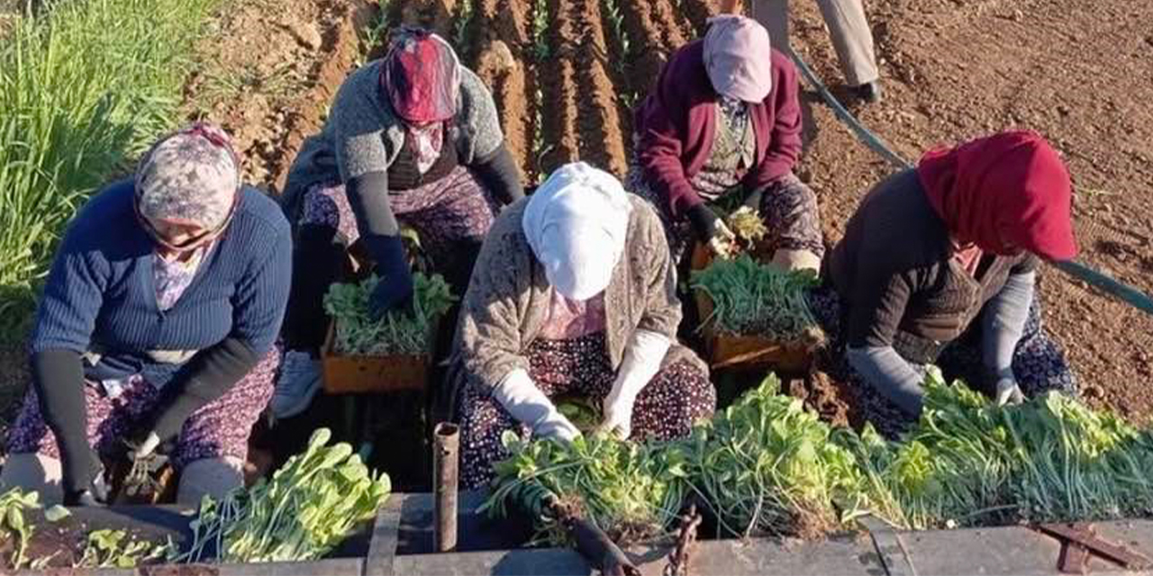 Karacasu’da tütün mesaisi başladı: Çiftçinin gözü kulağı avans ödemelerinde
