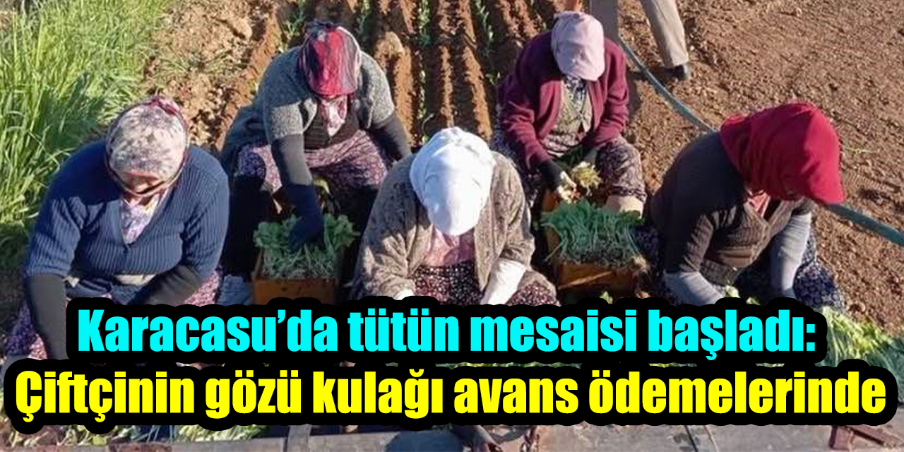 Karacasu’da tütün mesaisi başladı: Çiftçinin gözü kulağı avans ödemelerinde