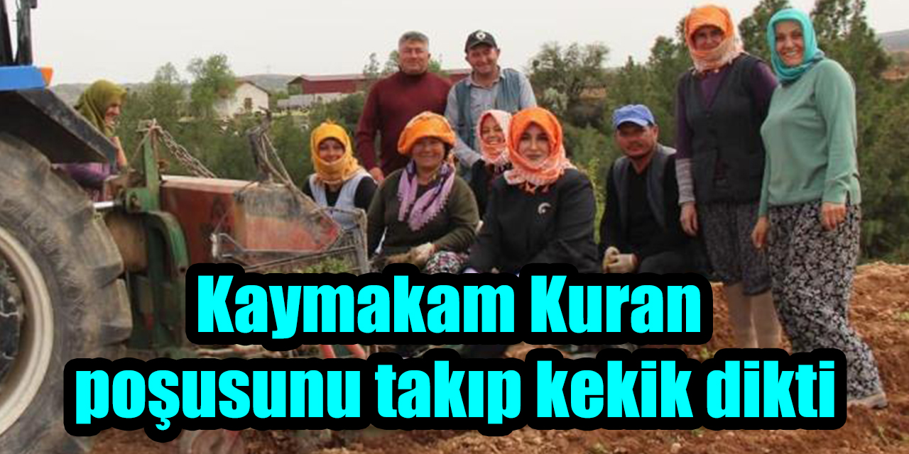 Kaymakam Kuran poşusunu takıp kekik dikti