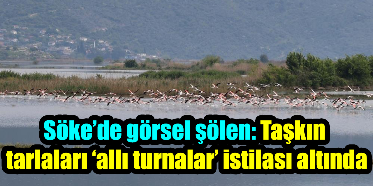Söke’de görsel şölen: Taşkın  tarlaları ‘allı turnalar’ istilası altında